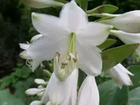 SAM_0009.webp