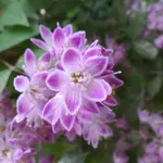 SAM_0049.webp