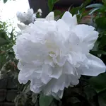 SAM_0059.webp