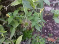 SAM_0091.webp
