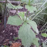SAM_0063.webp