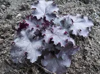Obsidian.webp