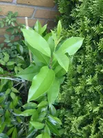 gebacken und garten 026.webp