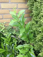gebacken und garten 027.webp
