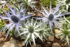 eryngium bourgatii gouan.webp