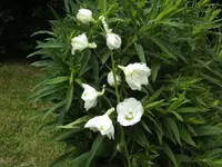 BILD2212.webp