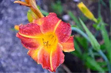 DSC_0352.webp