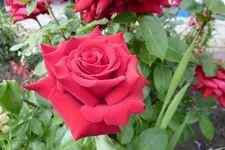 P1110210.webp