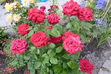 P1110211.webp
