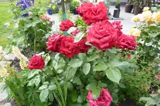P1110212.webp