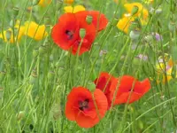 047.webp
