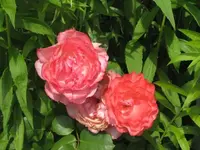 013.webp