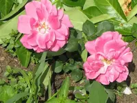 004.webp