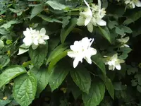 BILD2213.webp