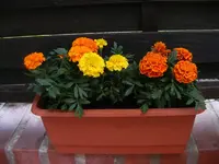 Tagetes.webp