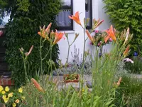 Taglilien 24.6.2013.webp