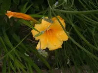 Stella 24.6.2013.webp