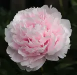 blassrosa Pfingstrose.webp