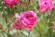 Excelsa.webp