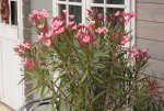 lachsfarbener Oleander.jpg