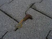 Tote Schnecke.webp