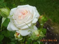 garten juni 7 006.webp