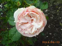 garten juni 7 008.webp