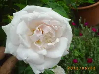garten juni 7 012.webp