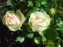 garten juni 7 029.webp