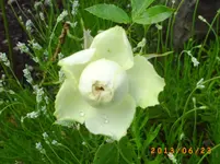 garten juni 7 034.webp