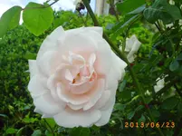 garten juni 7 040.webp
