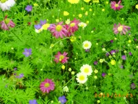 garten juni 7 014.webp