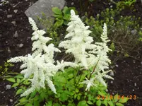 garten juni 7 023.webp