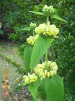 garten juni 7 035.webp