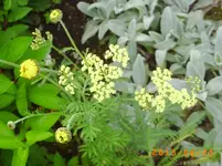 garten juni 7 044.webp