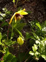P1060300.webp