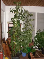 SAM_0941.webp