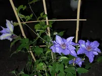 ClematisParisienne_hf.webp