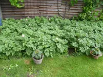 Kartoffelacker 1.webp