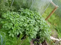 Eimerkartoffeln.webp