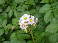 Blüte Desiree.webp