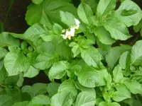 Blüte Sieglinde.webp