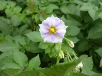 Blüte Violetta.webp