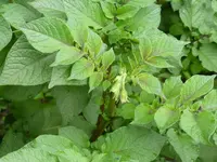 Violetta.webp