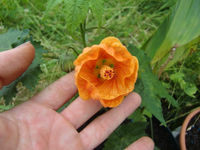 CIMG6850.webp