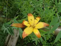 CIMG6818.webp