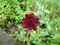 CIMG6849.webp