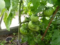 Ochsenherz GH.webp