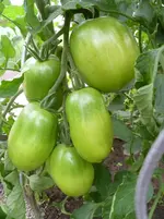 purple Russian.webp