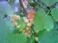 Johannisbeere Juni.webp